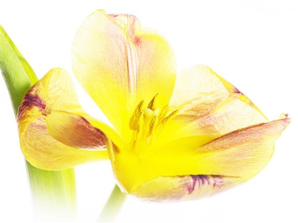 Blomst 1