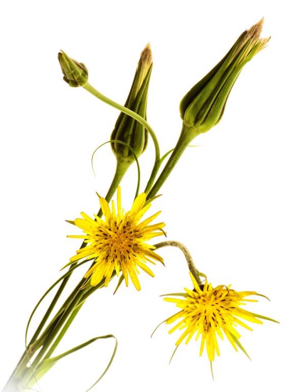 Blomst 4