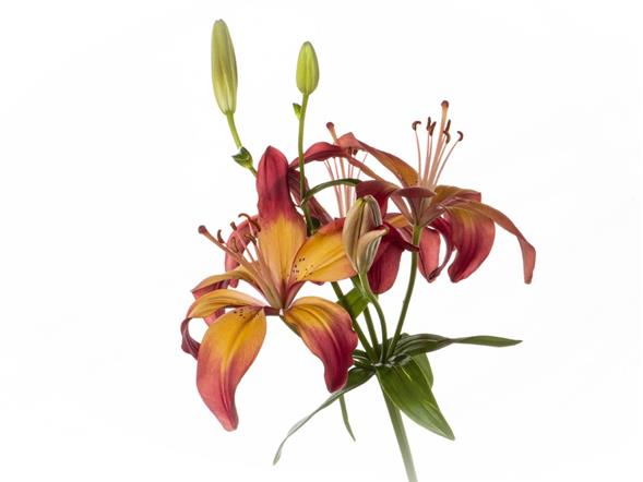 Blomst 2