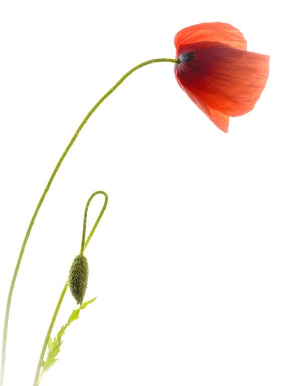 Blomst 3
